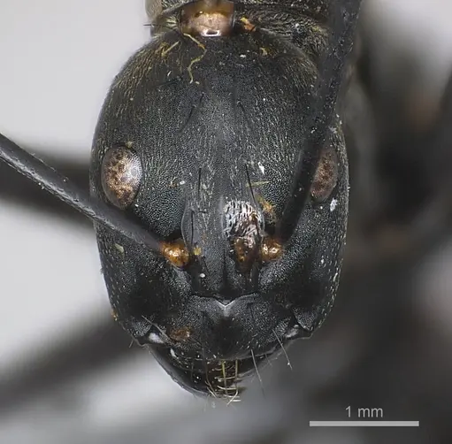 Camponotus banghaasi specimen