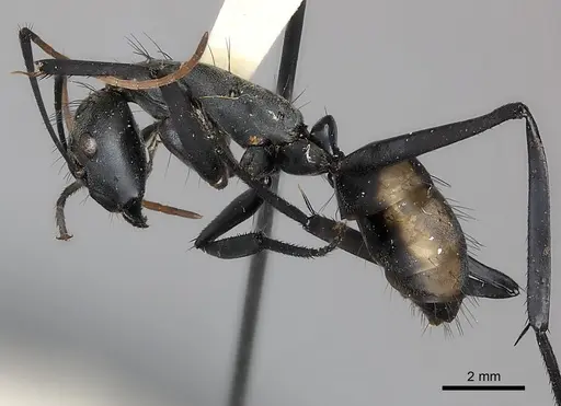 Camponotus banghaasi specimen
