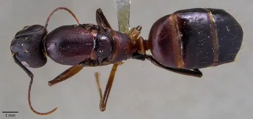 Camponotus barbaricus specimen