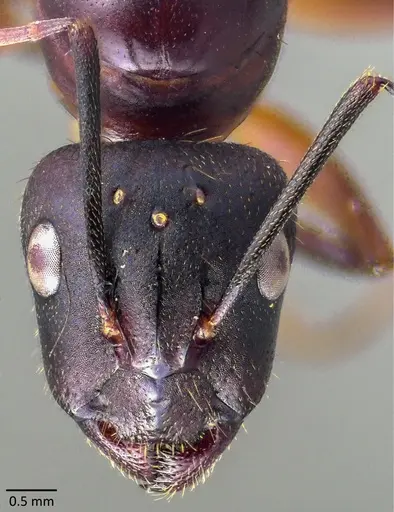 Camponotus barbaricus specimen