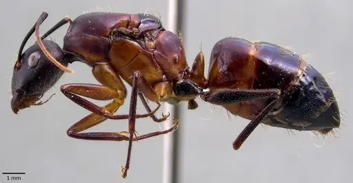 Camponotus barbaricus specimen