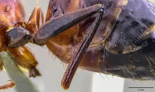 Camponotus barbaricus - ANTWEB1041856