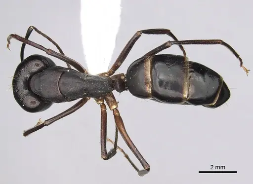 Camponotus barbaricus - CASENT0249968