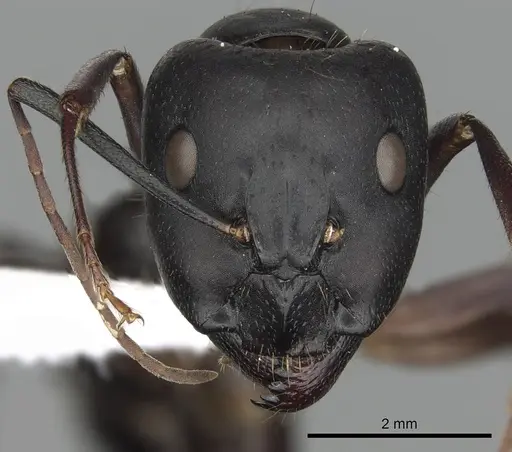 Camponotus barbaricus - CASENT0249968