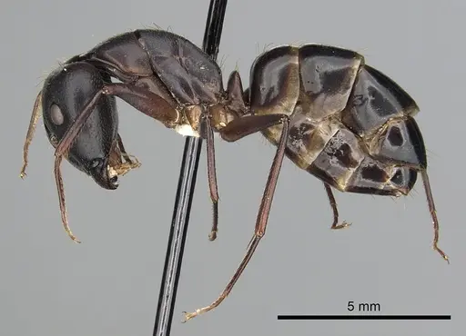 Camponotus barbaricus - CASENT0249968