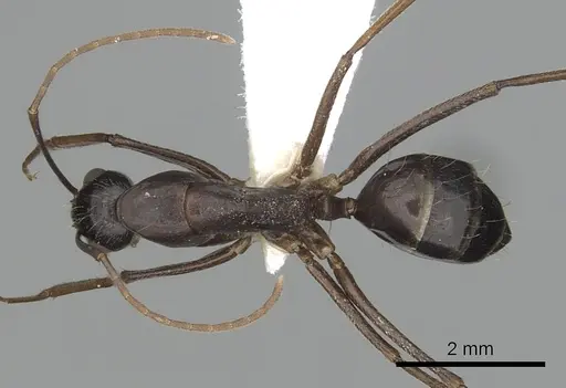 Camponotus barbaricus - CASENT0249969