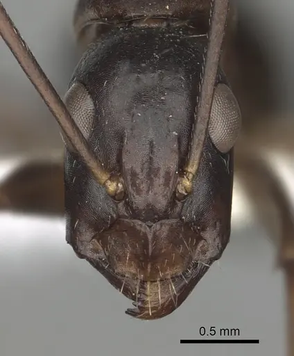 Camponotus barbaricus - CASENT0249969