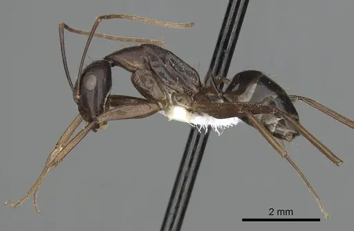 Camponotus barbaricus - CASENT0249969