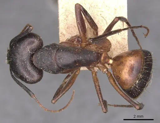 Camponotus barbaricus - CASENT0905296