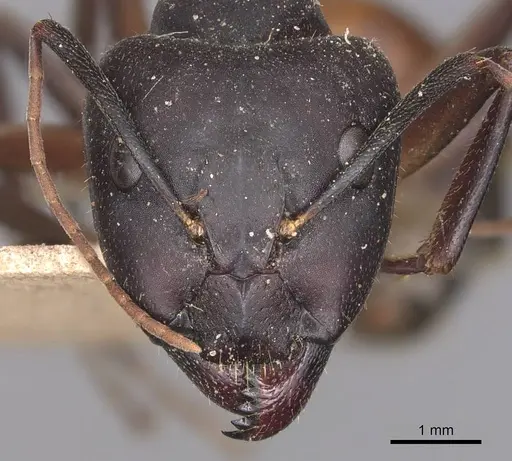 Camponotus barbaricus - CASENT0905296