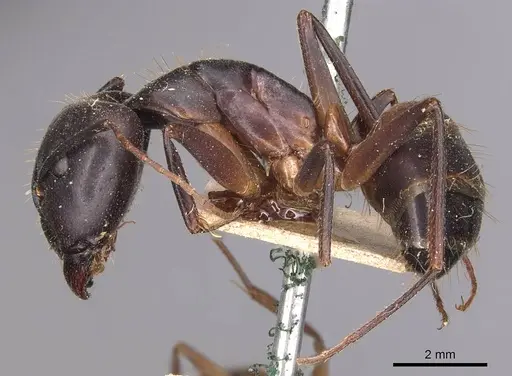 Camponotus barbaricus - CASENT0905296
