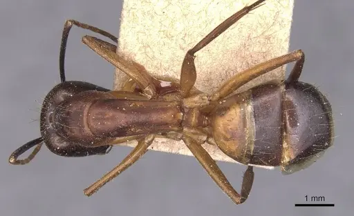 Camponotus barbaricus - CASENT0905297