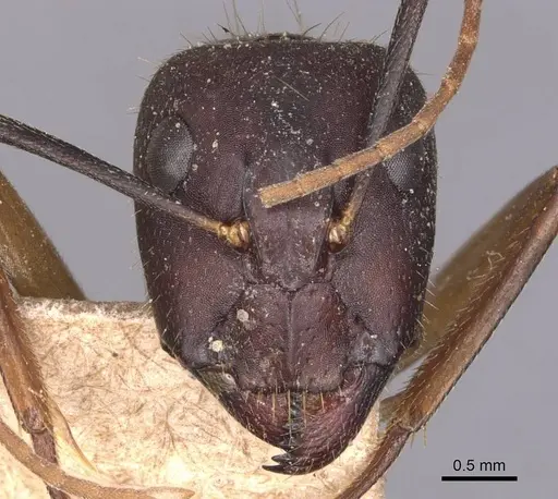 Camponotus barbaricus - CASENT0905297