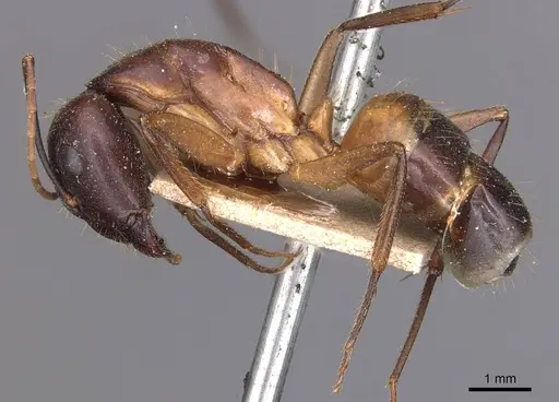 Camponotus barbaricus - CASENT0905297