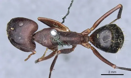 Camponotus barbaricus - CASENT0905298