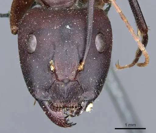 Camponotus barbaricus - CASENT0905298