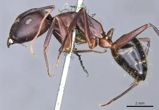 Camponotus barbaricus - CASENT0905298