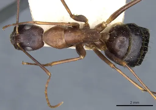 Camponotus barbaricus - CASENT0905299