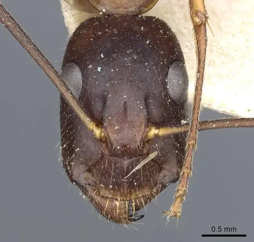 Camponotus barbaricus - CASENT0905299