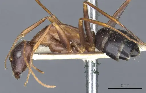 Camponotus barbaricus - CASENT0905299