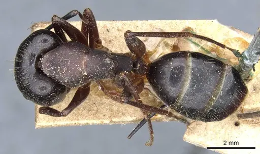 Camponotus barbaricus - CASENT0905300