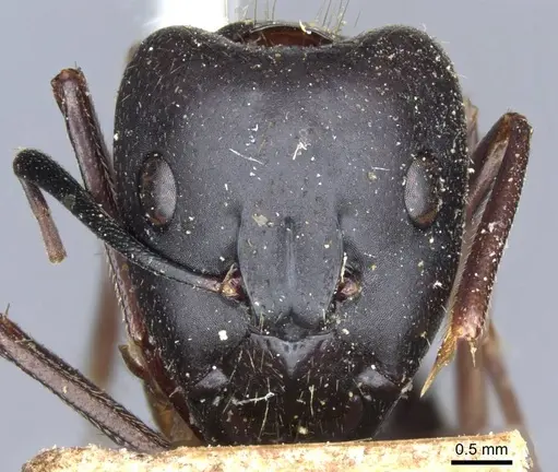 Camponotus barbaricus - CASENT0905300