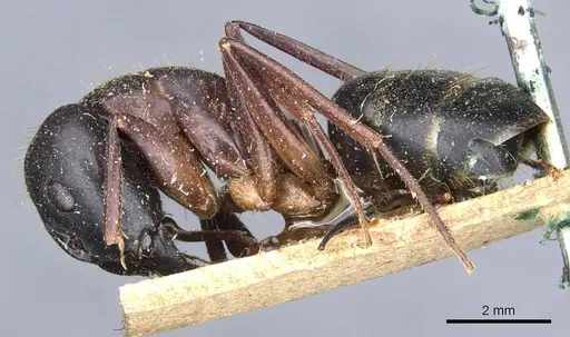 Camponotus barbaricus - CASENT0905300