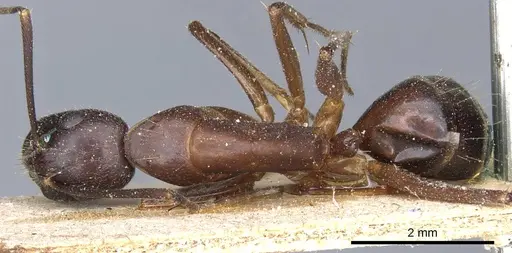 Camponotus barbaricus - CASENT0905301