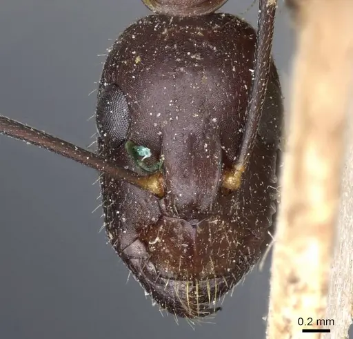 Camponotus barbaricus - CASENT0905301