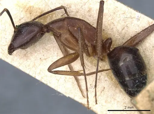 Camponotus barbaricus - CASENT0905301