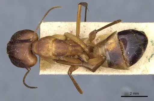 Camponotus barbaricus - CASENT0905306