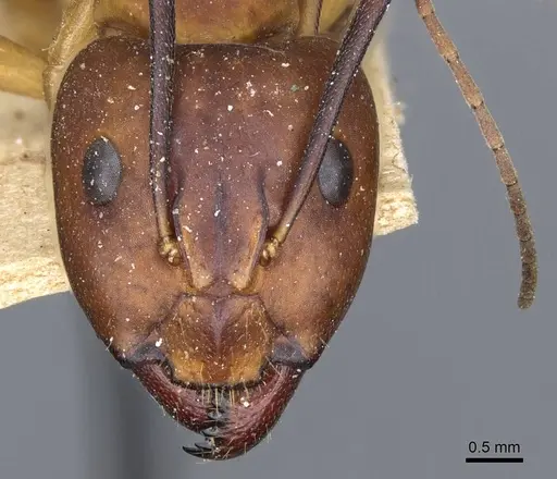 Camponotus barbaricus - CASENT0905306
