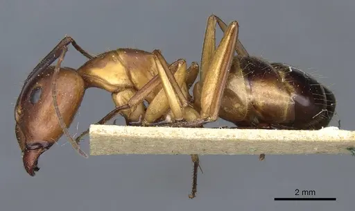 Camponotus barbaricus - CASENT0905306