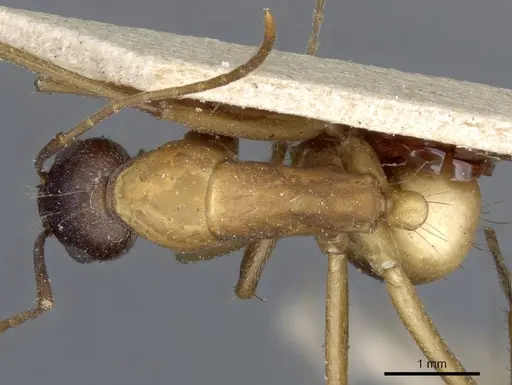 Camponotus barbaricus - CASENT0905307