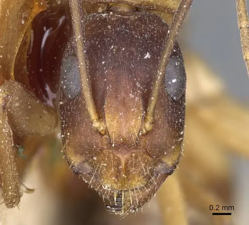 Camponotus barbaricus - CASENT0905307