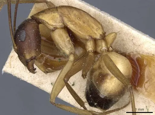 Camponotus barbaricus - CASENT0905307