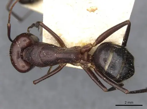 Camponotus barbaricus - CASENT0910276