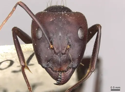 Camponotus barbaricus - CASENT0910276