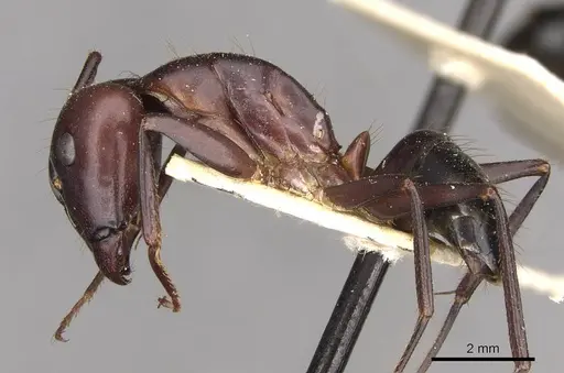 Camponotus barbaricus - CASENT0910276