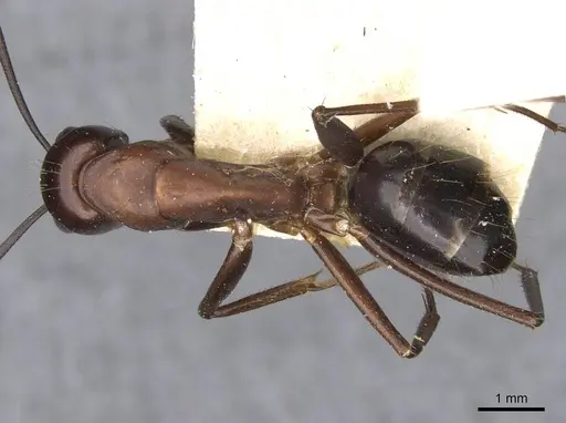 Camponotus barbaricus - CASENT0910277