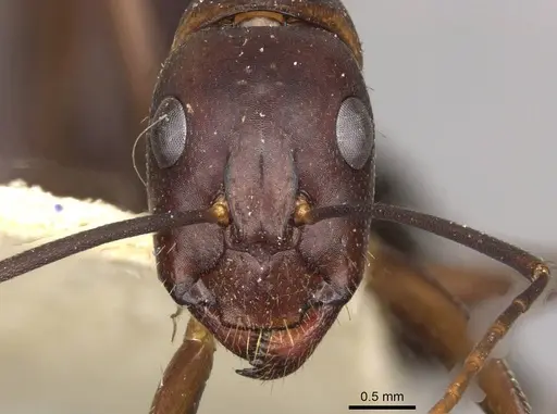 Camponotus barbaricus - CASENT0910277