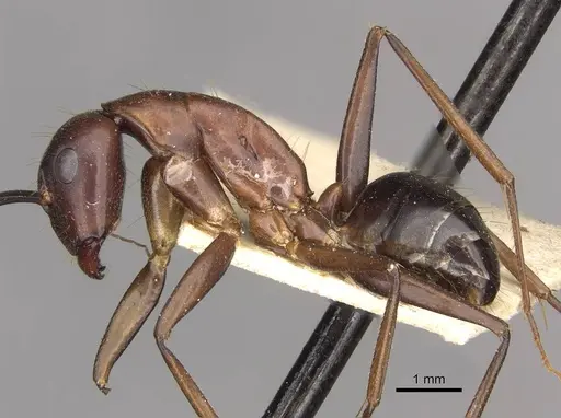 Camponotus barbaricus - CASENT0910277