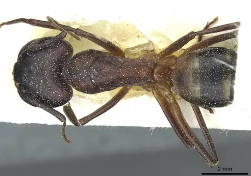 Camponotus barbaricus - CASENT0912047