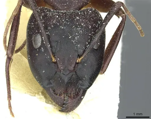 Camponotus barbaricus - CASENT0912047