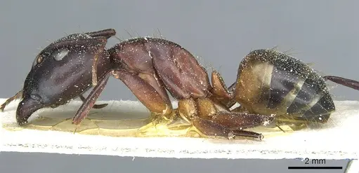 Camponotus barbaricus - CASENT0912047