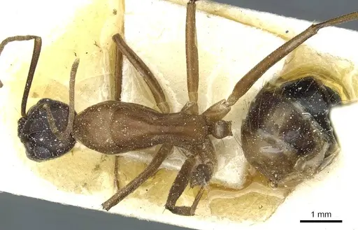 Camponotus barbaricus - CASENT0912048