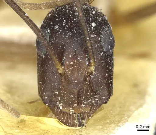 Camponotus barbaricus - CASENT0912048