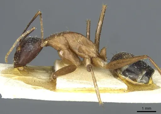 Camponotus barbaricus - CASENT0912048