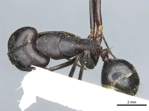 Camponotus barbaricus - CASENT0912049