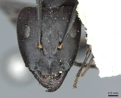 Camponotus barbaricus - CASENT0912049